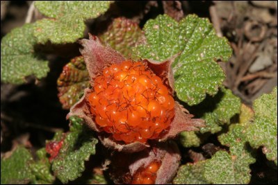 大叶玉山悬钩子植物
