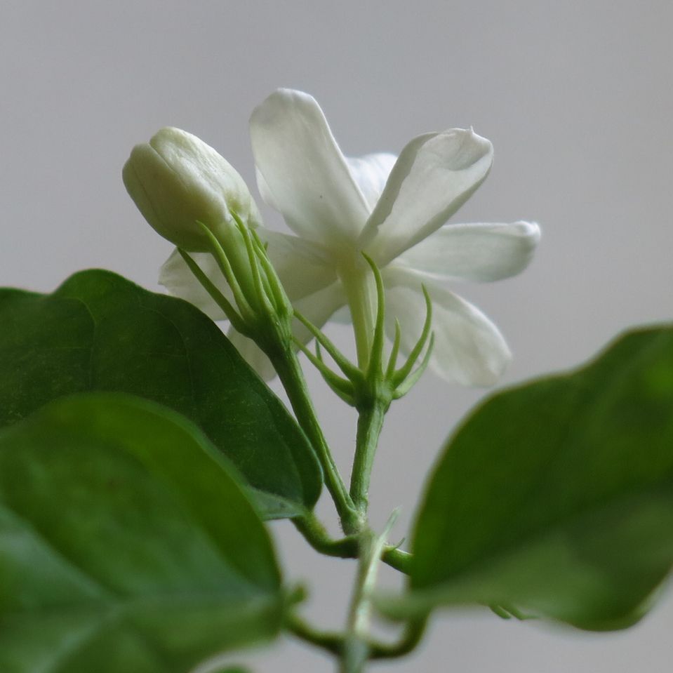 茉莉花植物