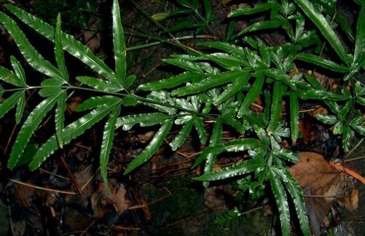 种,多年生常绿草本植物,分布于本州中部和东北部的高山针叶林中或林边