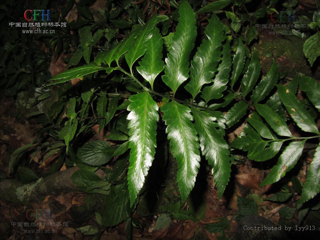 粗齿黔蕨(植物)