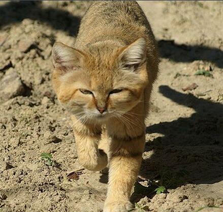 沙丘猫动物