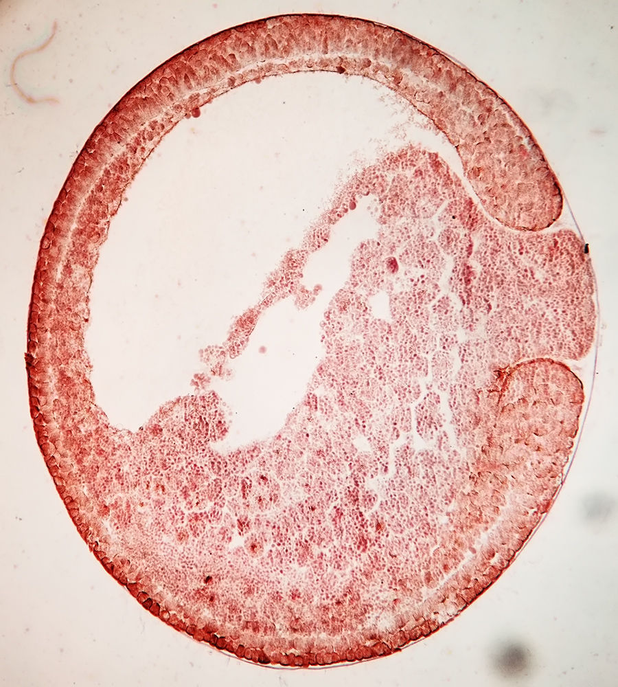 原腸胚(科學名詞)_技點知識_技點網(科學名詞)