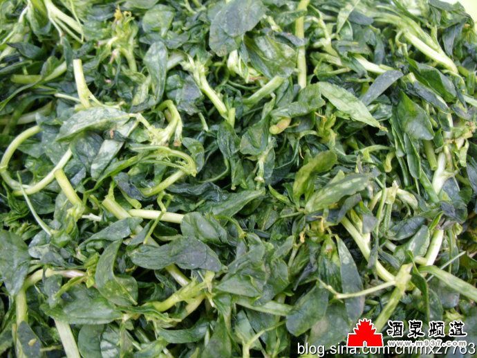 香豆子(植物)