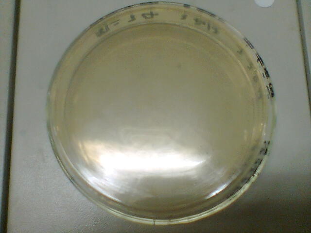 lb培养基其他生物学相关