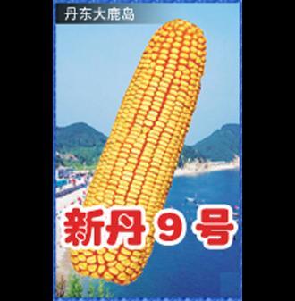 新丹9号(公司)早熟禾本科(poaceae)玉秫黍族(maydeae)一年生谷类植物