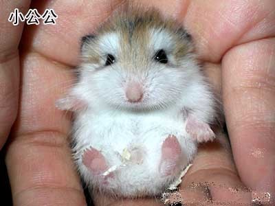 仓鼠-老公公 (动物)