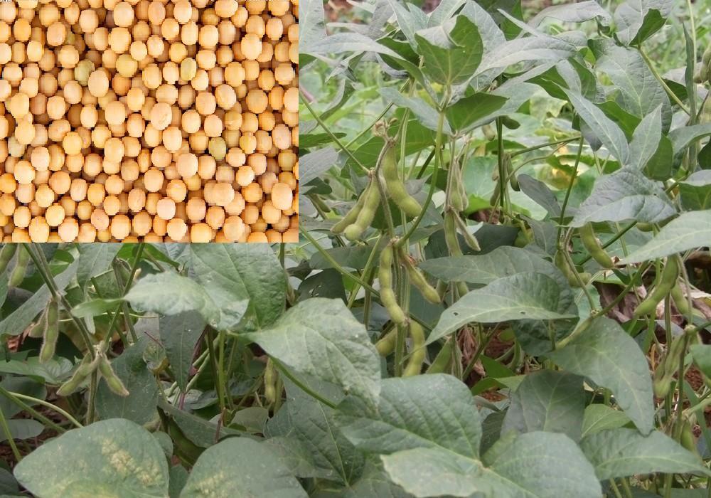 黑农60大豆品种简介图片