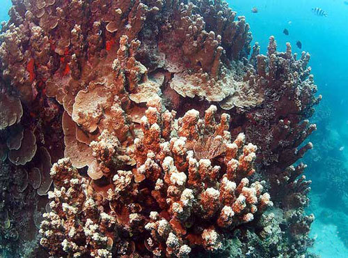 珊瑚礁群落其他生物相关