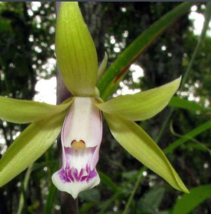 狭叶带唇兰 (植物)