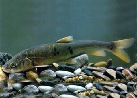 它在鱼类中属鲤科,学名叫做"青海湖裸鲤".