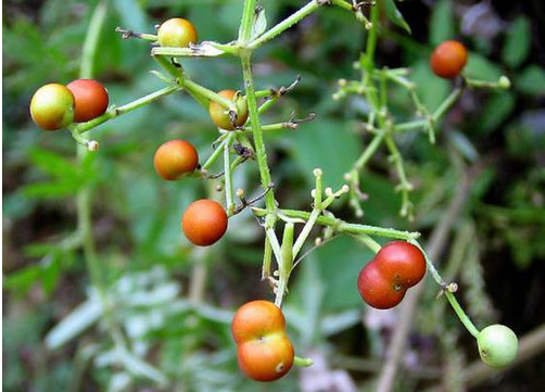 茜草屬(植物)_技點百科