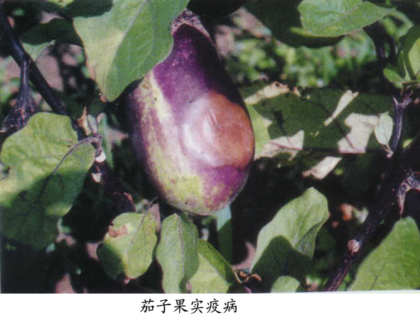 茄子果实疫病 (病毒)