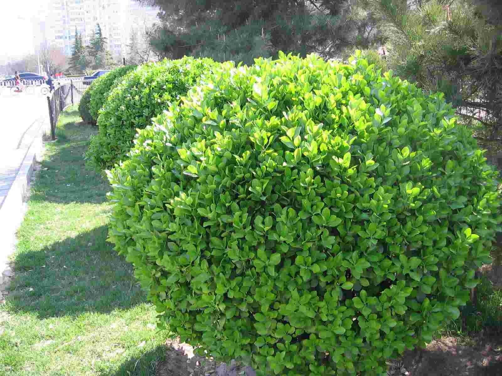 陕西大叶黄杨球