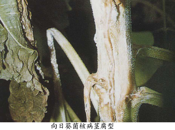 向日葵菌核病 (农学)
