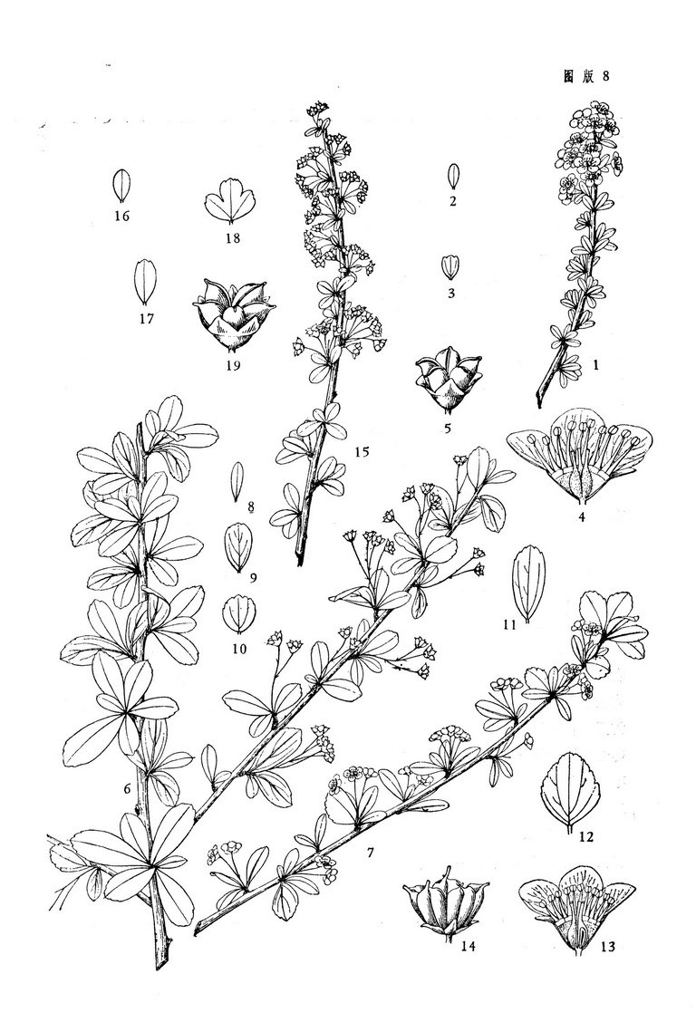 麻叶绣线菊手绘图片