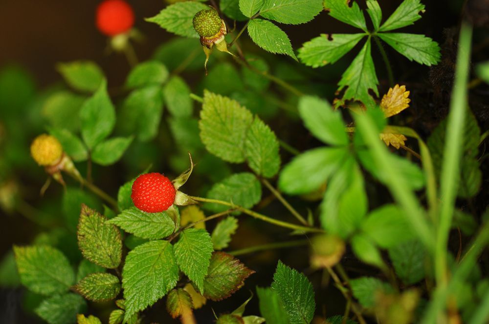 蓬蘽(其他生物相关)_知识点_技点百科