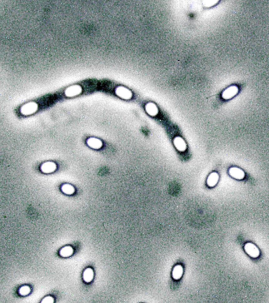 基因改造(分子生物学)