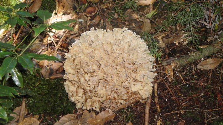 绣球菌其他生物相关