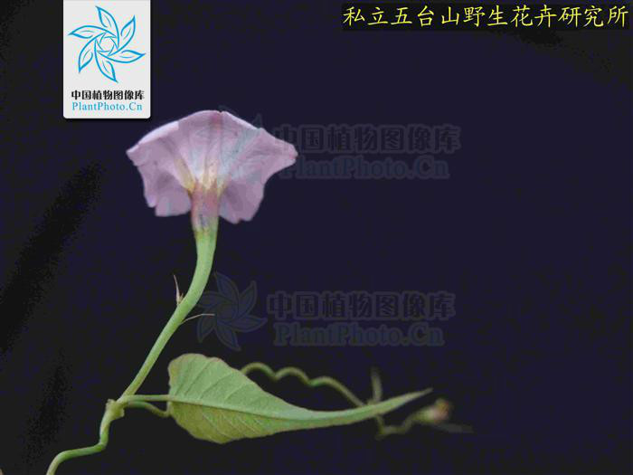 山猪菜(其他生物相关)