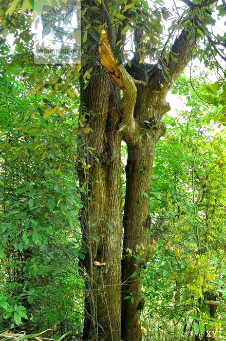 台湾锥(植物)乔木,高10-15米,胸径约30厘米,树皮纵深裂,内皮淡褐色