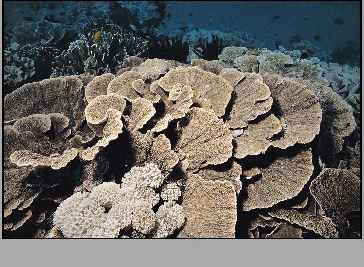 珊瑚石呈表覆形,边缘部份则伸展为叶片形,并互相层叠成瓦片形或螺旋形