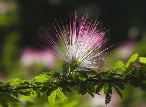 苏里南朱樱花 (植物)