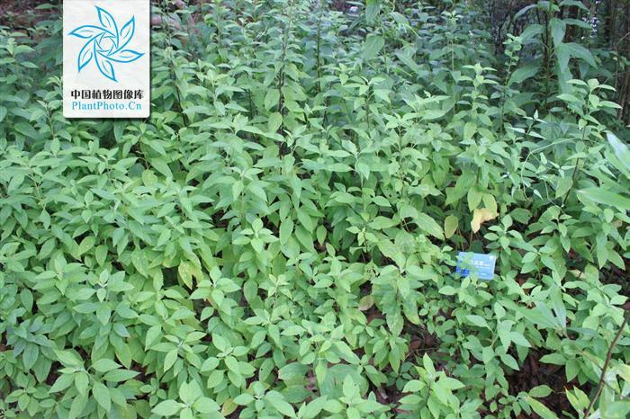 皱面苦草 (植物)