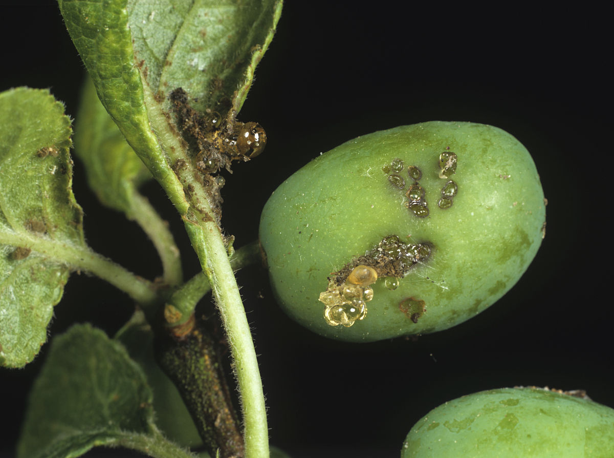 食心虫其他生物相关