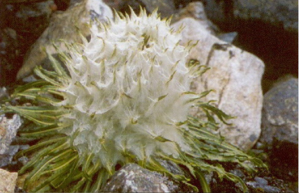 巴夏嘎(中医学与中药学)巴夏嘎又称哇夏嘎,为藏