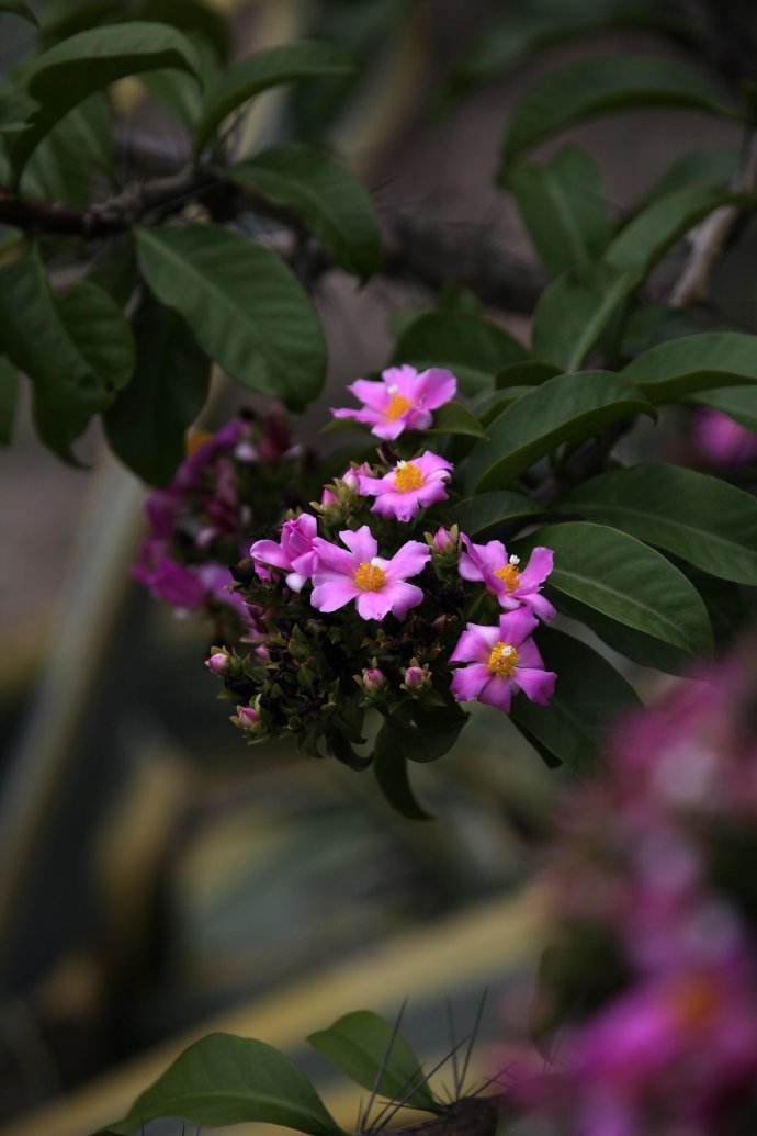 樱麒麟(植物)樱麒麟(学名:pereskia nemorosa)为仙