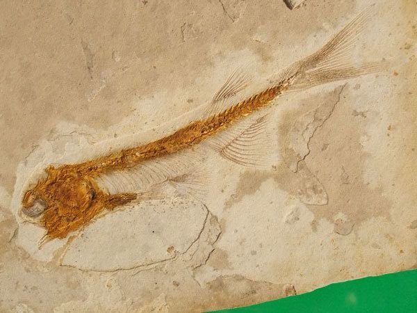 戴氏狼鳍鱼动物