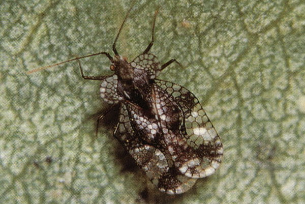 油梨樟脊网蝽 (动物)