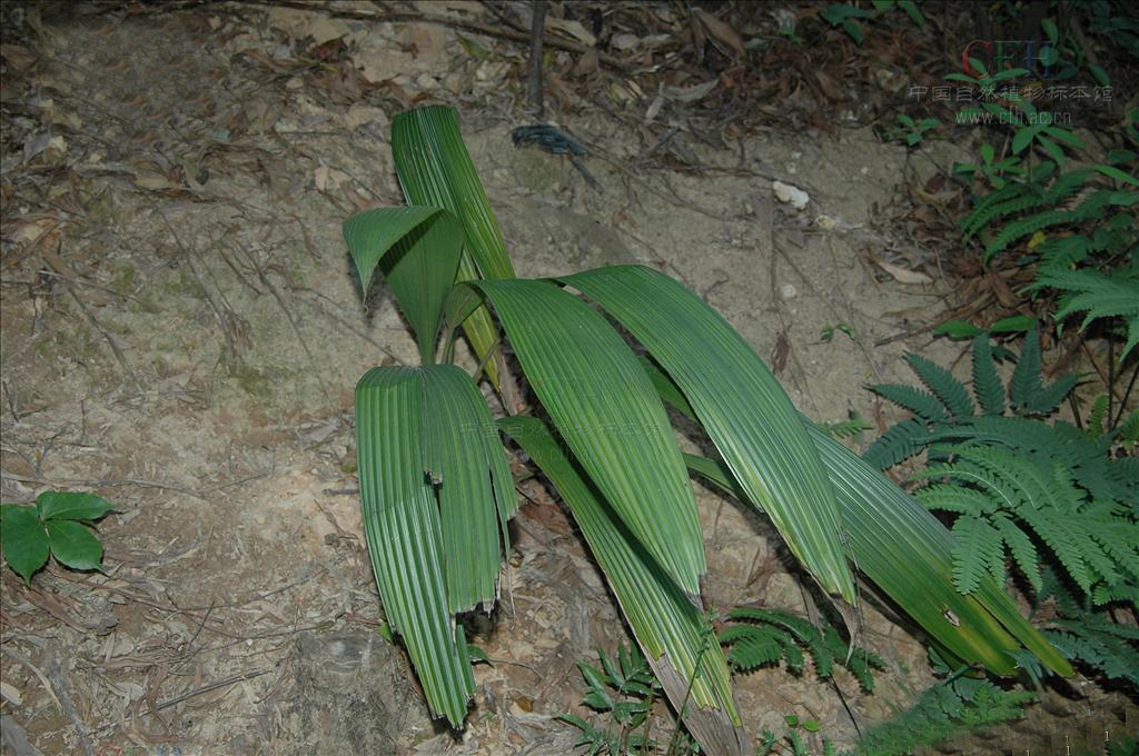 光叶仙茅(植物)
