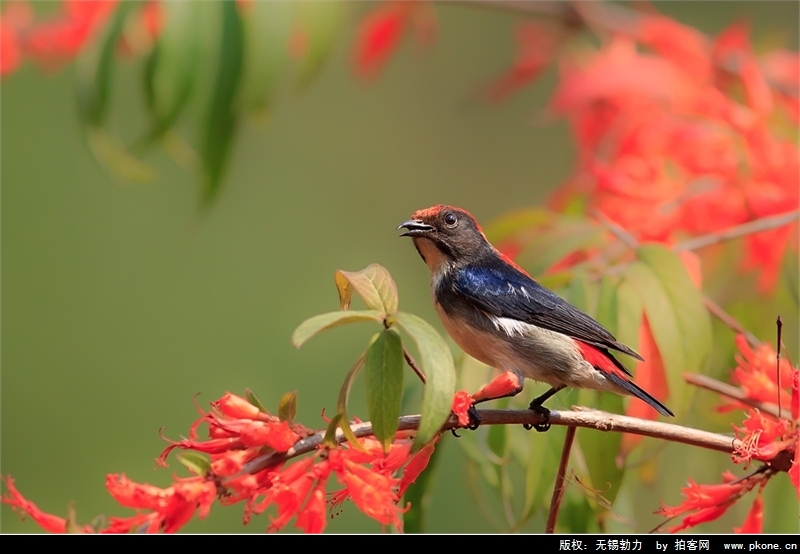 歐胡吸蜜鳥(動物)