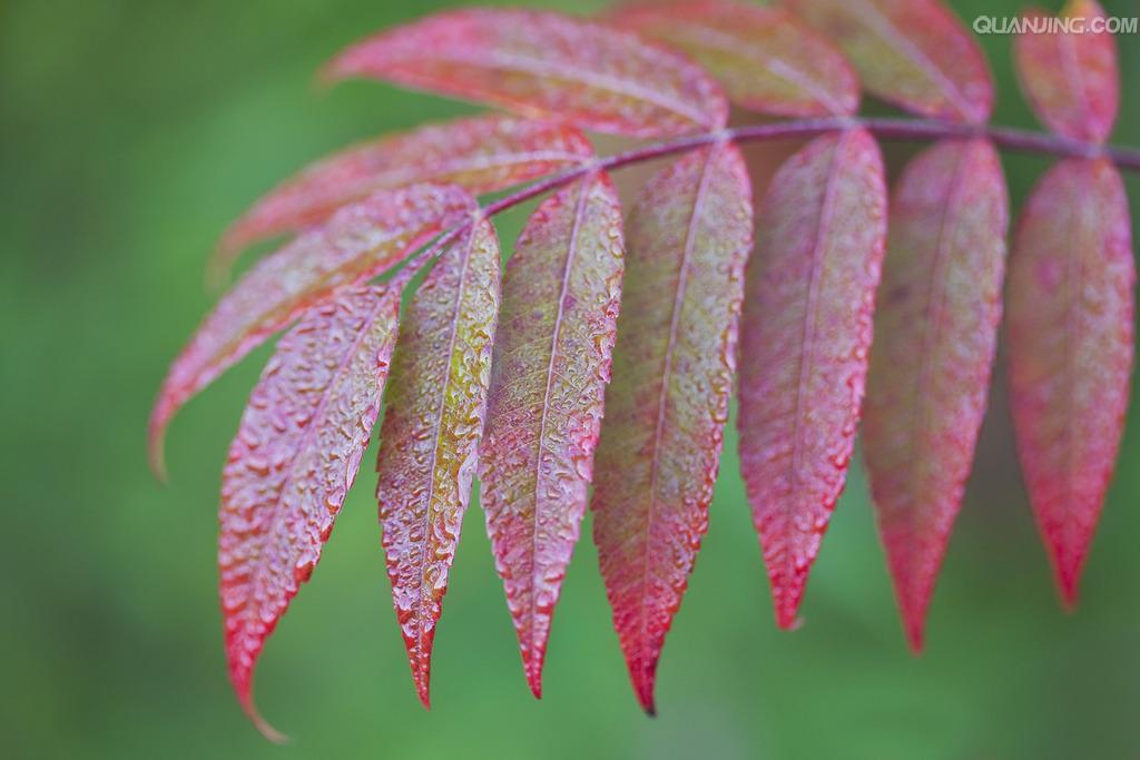漆树叶(中医学与中药学)