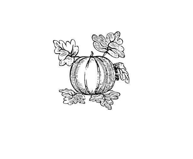 顺甜爽脆 (植物)