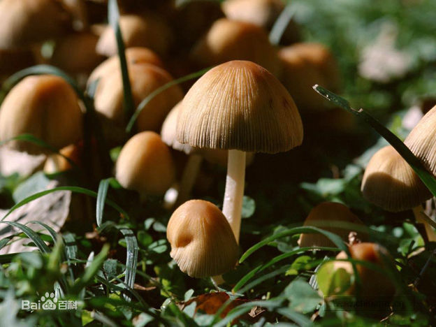 蘑菇(其他美食相关)蘑菇(学名:agaricuscampestris)是由菌丝体和子