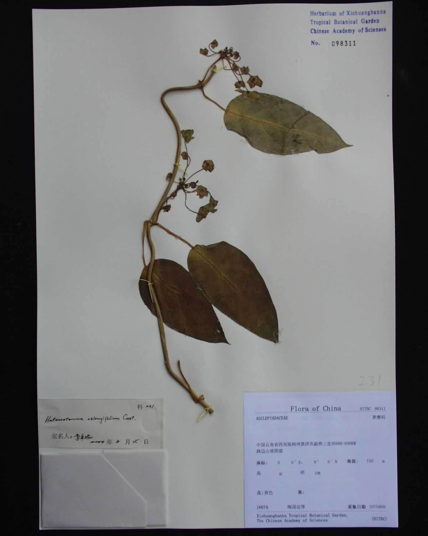 催乳藤(其他生物相关)