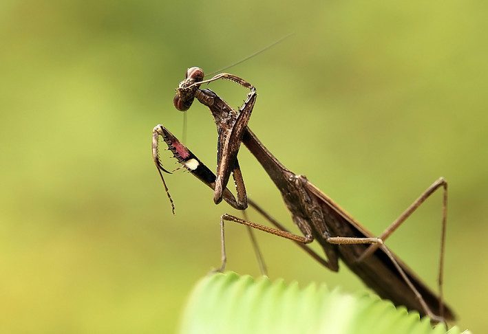 棕污斑螳(动物)