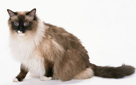 波曼猫(动物)