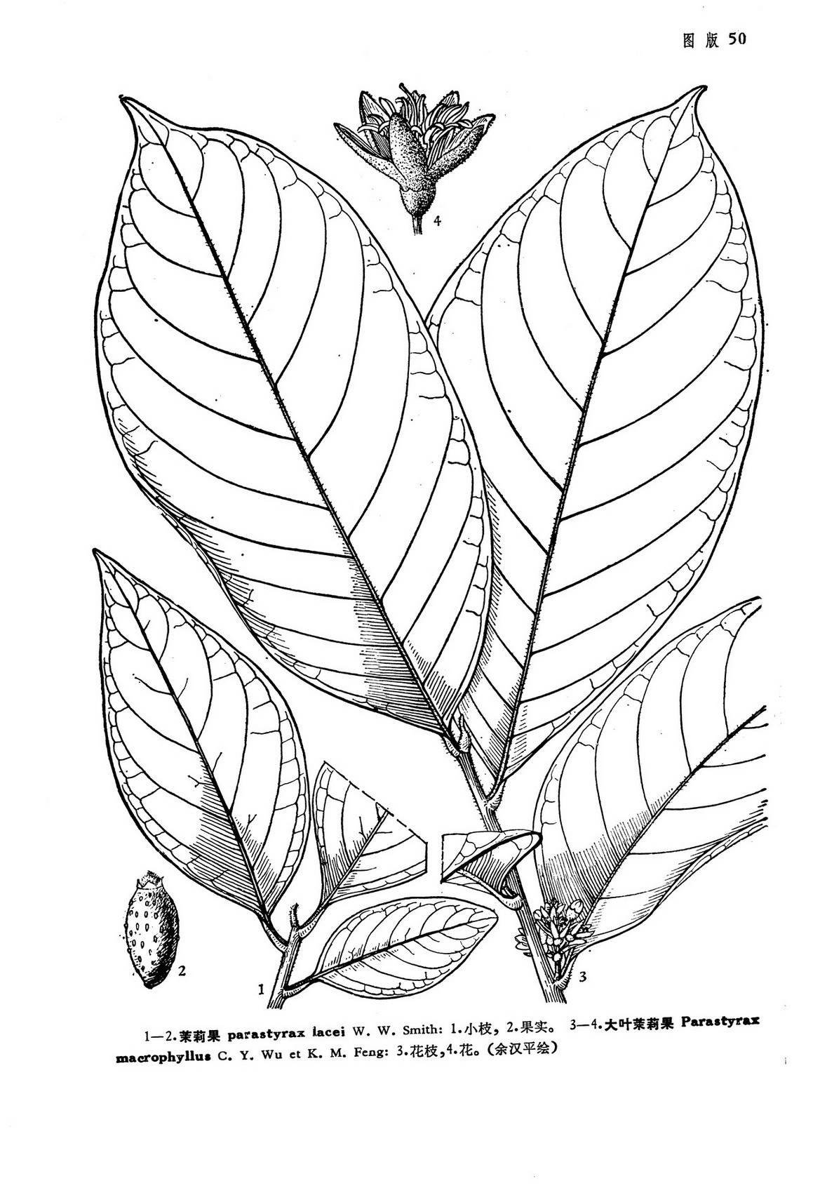 茉莉果植物