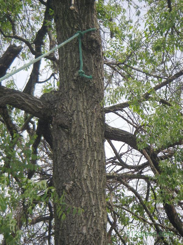 榆树皮 (其他生物相关)