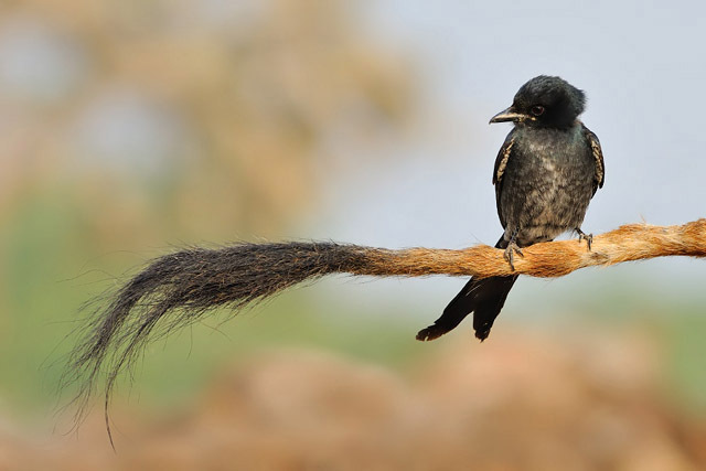 黑卷尾错那亚种其他生物相关