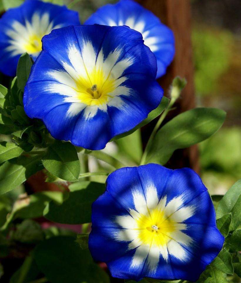 三色旋花 (植物)