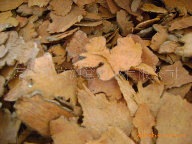 铁牛钻石 (植物)