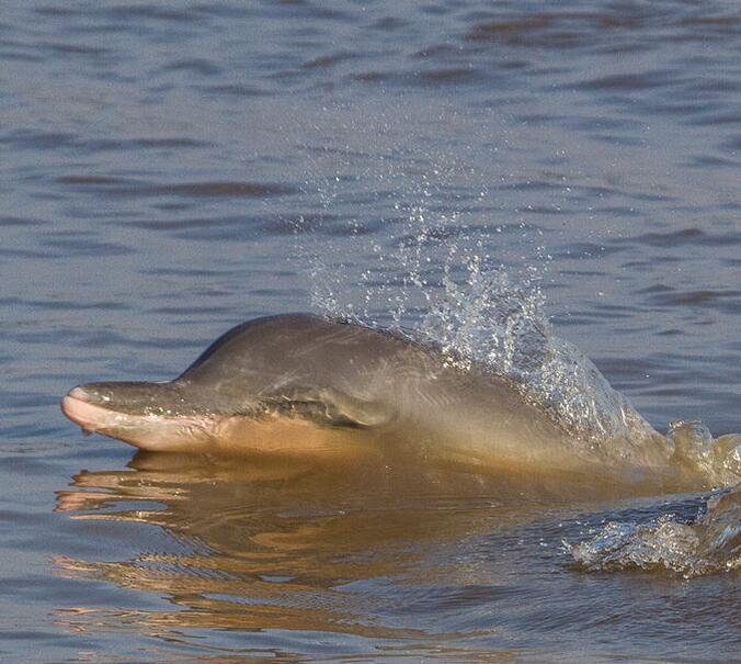 土库海豚(动物)