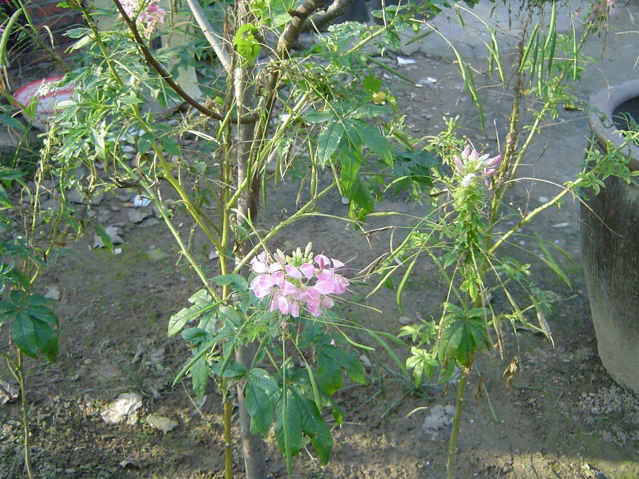 孔雀尾(植物)