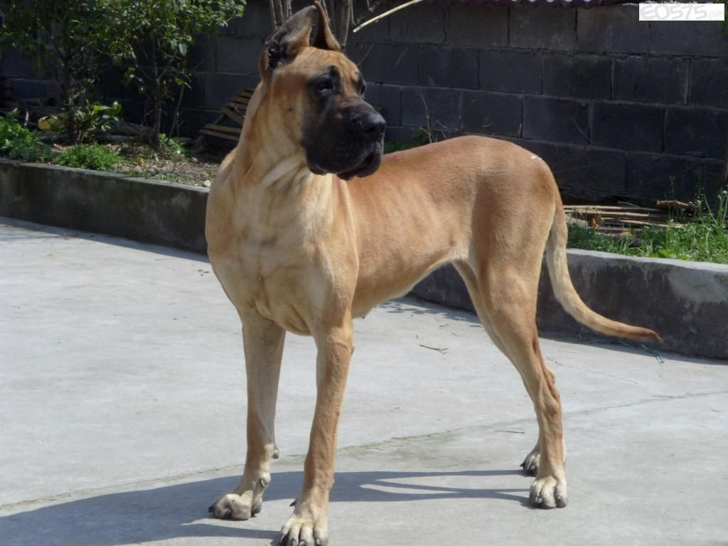 繁育史:产地是丹麦还是德国仍有争议.