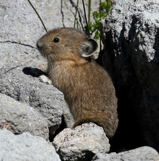 北美鼠兔 (动物)