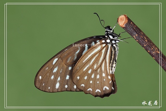 细纹凤蝶 (动物)